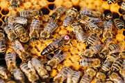 کارشناسان دامپزشکی حافظ بهداشت و سلامت صنعت زنبورداری هستند