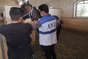پایش سرمی بیماری مشمشه در جمعیت اسب های متمرکز باشگاهی و سوار کاری شهرستان بافق