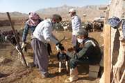 رزمایش جهادگران دامپزشکی در شهرستان‌های عشایری یزد