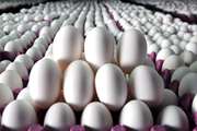 شرایط بهداشتی نگهداری و پیشگیری از مسمومیت تخم مرغ