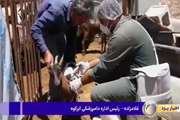 گزارش خبری واکسیناسیون تب مالت شهرستان ابرکوه