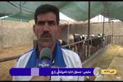 گزارش خبری واکسیناسیون تب برفکی شهرستان  زارچ 