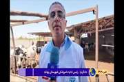 آغاز طرح واکسیناسیون بیماری تب برفکی دام سنگین روستایی و عشایری در شهرستان بهاباد