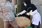 رصد دقیق سلامت دام‌های سنگین و سبک استان یزد
