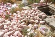 معدوم سازی دو تن گوشت مرغ فاسد شده در شهرستان یزد