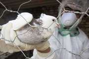 بیماری آنفلوانزای فوق حاد پرندگان با مرگ و میر بسیار بالا در یک دوره کوتاه مشخص می شود