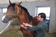 در راستای پیشگیری از بیماری مشمشه از چهارصد رأس اسب در شهرستان یزد خونگیری شد