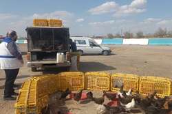 نظارت گسترده و همه جانبه بهداشتی دامپزشکی در طرح تشدید ماه رمضان و ایام نوروز