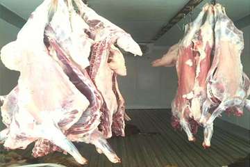 94/6/22، فعالیت اکیپ شبکه های دامپزشکی در روز عید سعید قربان