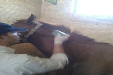 خونگیری اسب توسط اکیپ مبارزه با بیماریهای دامی شبکه دامپزشکی شهرستان یزد