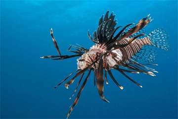 عجیب ترین موجودات دنیا