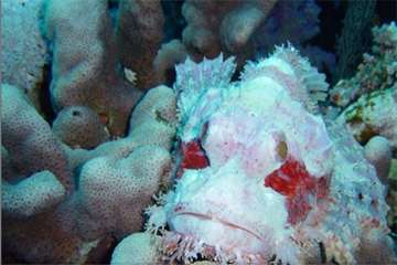 عجیب ترین موجودات دنیا