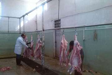 94/6/22، فعالیت اکیپ شبکه های دامپزشکی در روز عید سعید قربان