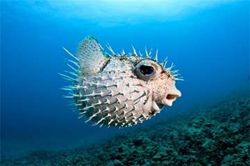 عجیب ترین موجودات دنیا