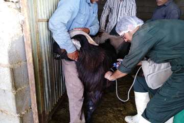 اجرای طرح واکسیناسیون آبله در شهرستان ابرکوه