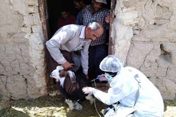 اجرای طرح واکسیناسیون آبله در شهرستان ابرکوه