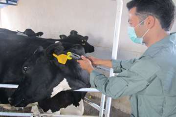 پلاک کوبی دام