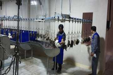 کشتار صنعتی بلدرچین شیرکوه