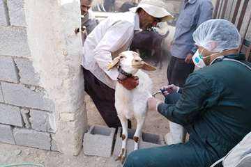 اجرای طرح واکسیناسیون آبله در شهرستان ابرکوه