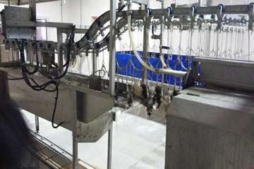 کشتار صنعتی بلدرچین شیرکوه