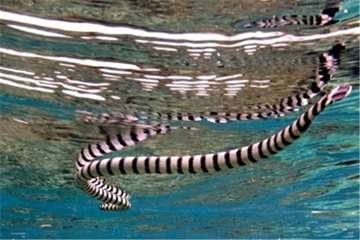 عجیب ترین موجودات دنیا