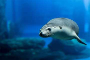 عجیب ترین موجودات دنیا