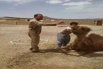 94/6/22، فعالیت اکیپ شبکه های دامپزشکی در روز عید سعید قربان