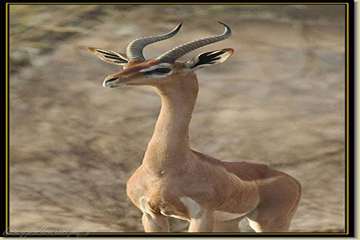 عجیب ترین موجودات دنیا