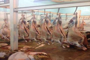 94/6/22، فعالیت اکیپ شبکه های دامپزشکی در روز عید سعید قربان