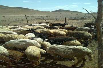 94/6/22، فعالیت اکیپ شبکه های دامپزشکی در روز عید سعید قربان