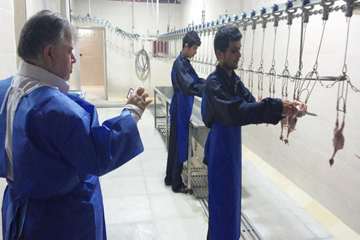 کشتار صنعتی بلدرچین شیرکوه