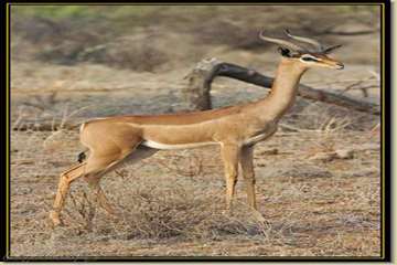 عجیب ترین موجودات دنیا