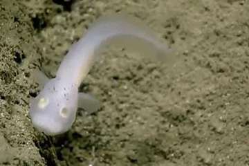 عجیب ترین موجودات دنیا