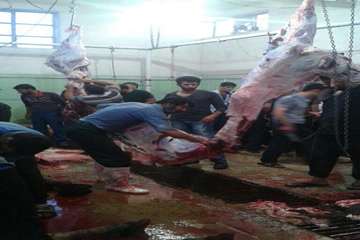 94/6/22، فعالیت اکیپ شبکه های دامپزشکی در روز عید سعید قربان