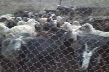 94/6/22، فعالیت اکیپ شبکه های دامپزشکی در روز عید سعید قربان