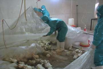 معدوم سازی طیور