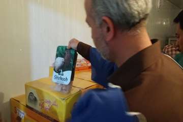 کشتار صنعتی بلدرچین شیرکوه