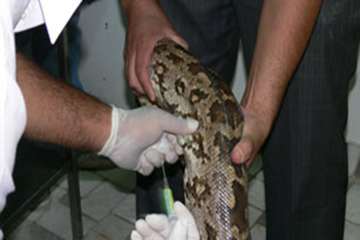 ميكرو چيپ گذاري در مار