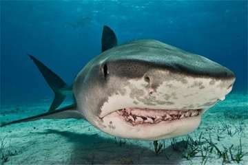 عجیب ترین موجودات دنیا