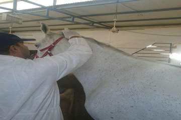 خونگیری اسب توسط اکیپ مبارزه با بیماریهای دامی شبکه دامپزشکی شهرستان یزد