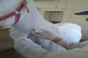 خونگیری اسب توسط اکیپ مبارزه با بیماریهای دامی شبکه دامپزشکی شهرستان یزد