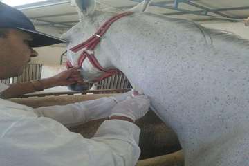 خونگیری اسب توسط اکیپ مبارزه با بیماریهای دامی شبکه دامپزشکی شهرستان یزد