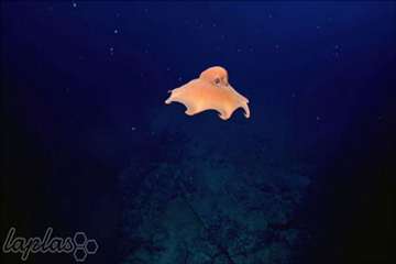 عجیب ترین موجودات دنیا