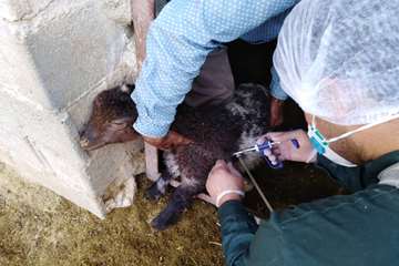 اجرای طرح واکسیناسیون آبله در شهرستان ابرکوه