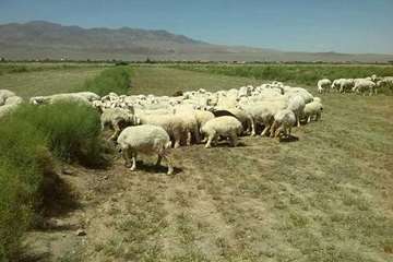 94/6/22، فعالیت اکیپ شبکه های دامپزشکی در روز عید سعید قربان