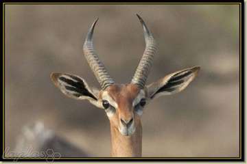 عجیب ترین موجودات دنیا