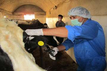 پلاک کوبی دام