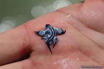 عجیب ترین موجودات دنیا