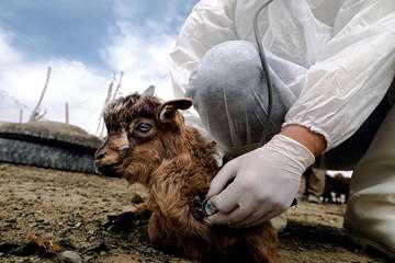 منتخب عکس‌های برگزیده جشنواره بیطار ۱۳۹۶