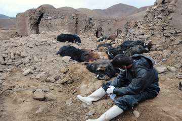 منتخب عکس‌های برگزیده جشنواره بیطار ۱۳۹۶